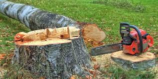 Reliable Keyes, CA Tree Care Solutions