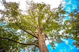 Best Tree Health Inspection  in Keyes, CA