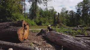 Best Fruit Tree Pruning  in Keyes, CA