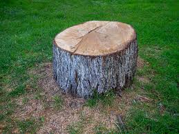 Best Tree Risk Assessment  in Keyes, CA
