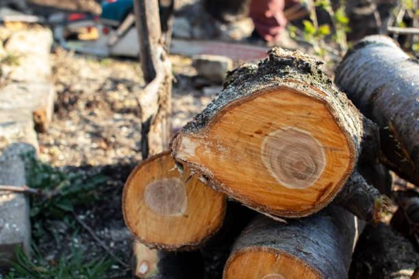 Best Tree Mulching  in Keyes, CA
