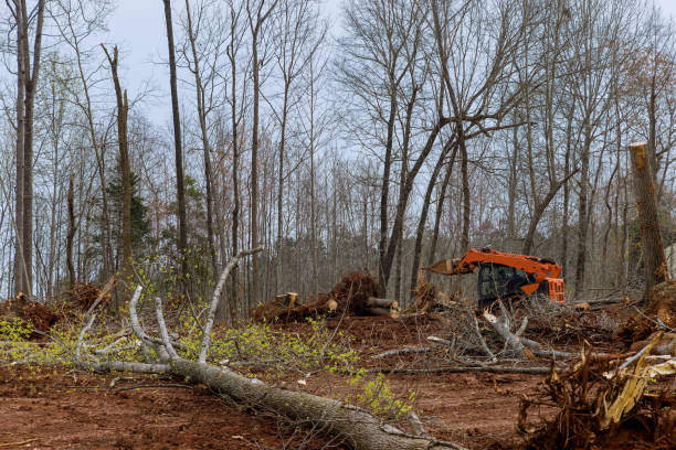 How Our Tree Care Process Works  in  Keyes, CA