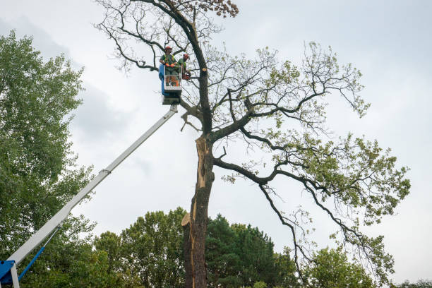 Best Arborist Consultation Services  in Keyes, CA
