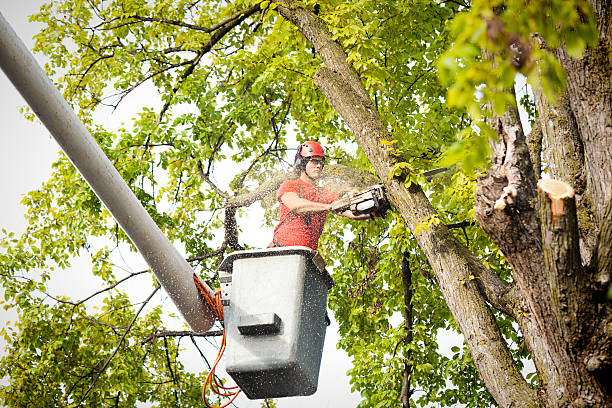 Best Emergency Tree Removal  in Keyes, CA