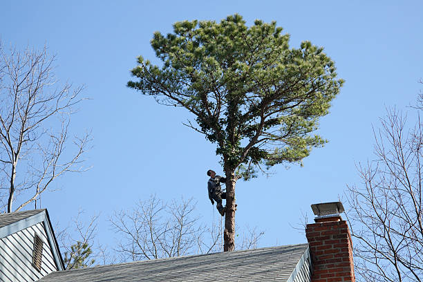Best Tree and Shrub Care  in Keyes, CA