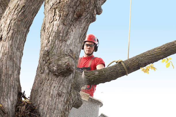 Best Lawn Renovation and Restoration  in Keyes, CA