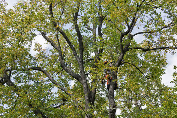 Best Tree Removal  in Keyes, CA