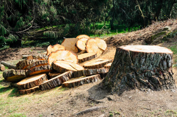  Keyes, CA Tree Care Pros